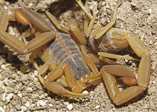 Does Size Matter? The Science of Scorpion Stings - MDPI Blog